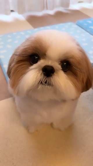 萌萌修狗