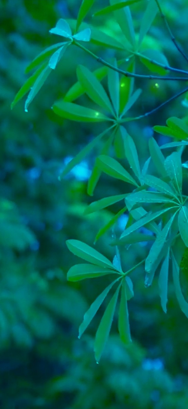 护眼绿叶雨