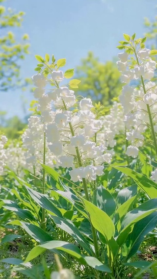 清新白花郊野治愈风光