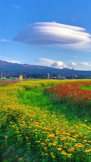 蓝天唯美乡村花海