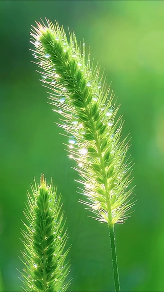 晨曦中的狗尾巴草