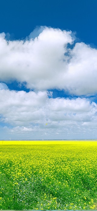 蓝天下油菜花