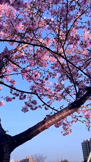 浪漫樱花