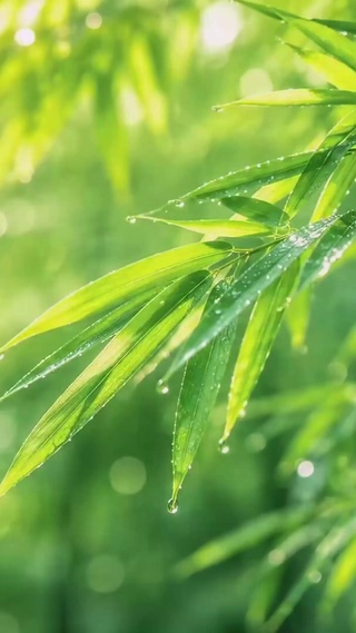清新雨后青竹自然风景