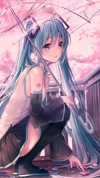 【清晨】初音未来 樱之雨