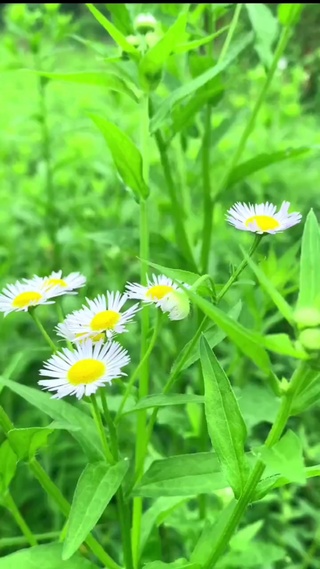 小时候太阳花草