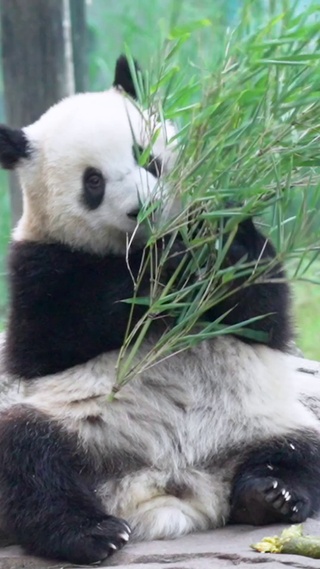 可爱大熊猫吃竹子