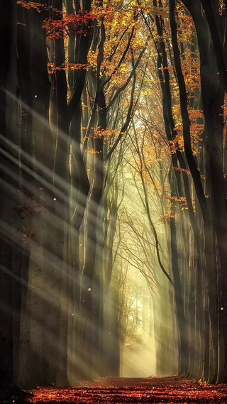 秋风落叶别伤恋