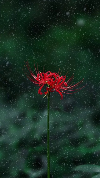 彼岸花 动态壁纸