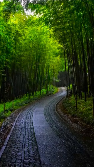竹林雨