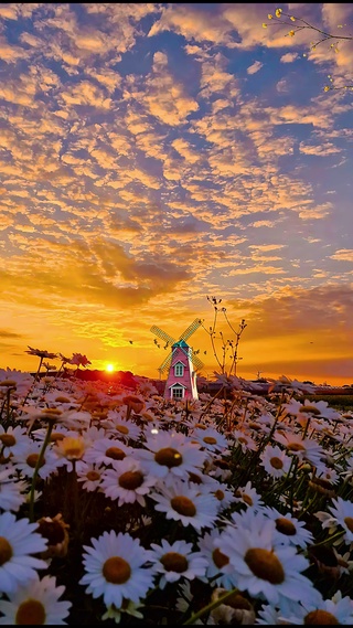 黄昏小黄花
