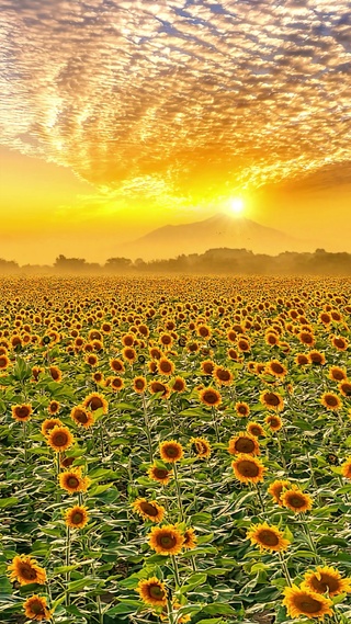 唯美向日葵花海