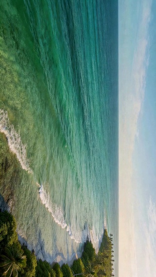 海湾椰林