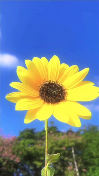 向日葵🌻