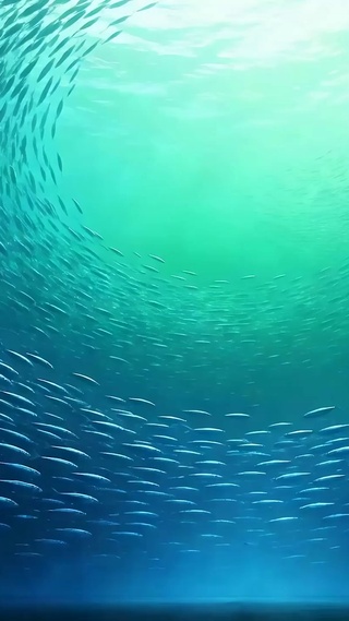 海底鱼群