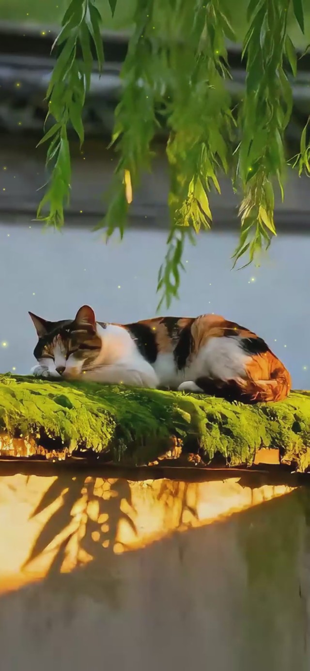 柳树屋檐小猫