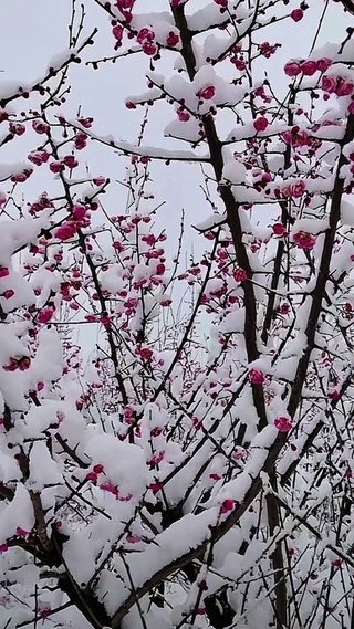 踏雪寻梅