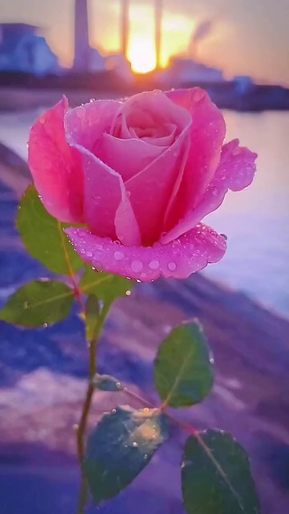 玫瑰花
