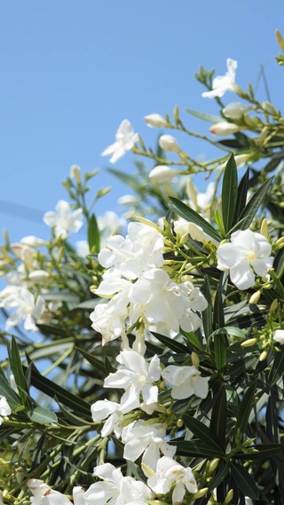 繁花似锦l