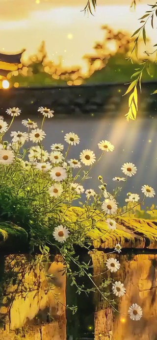 晚霞乡村雏菊
