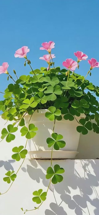 清新小花