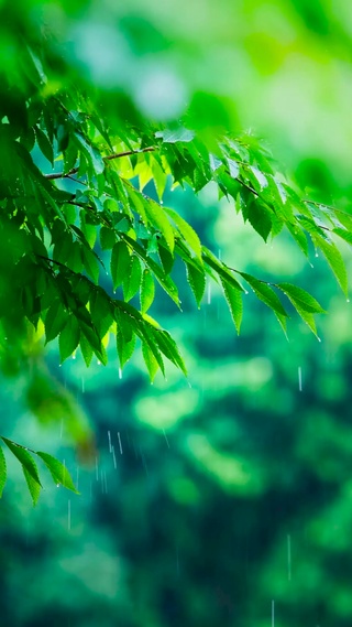 绿叶春雨