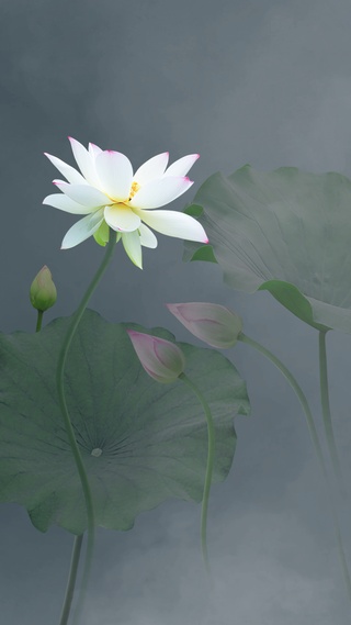 荷花
