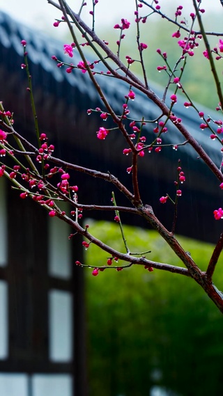 雨中花朵