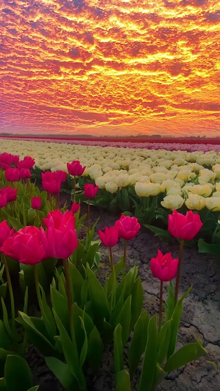晚霞花海
