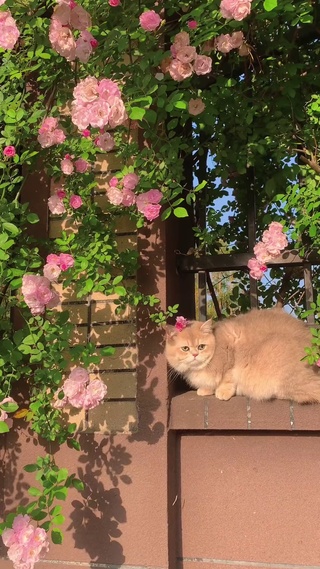春天的浪漫花占一半，猫占一半