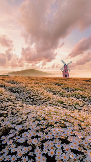 小雏菊花海