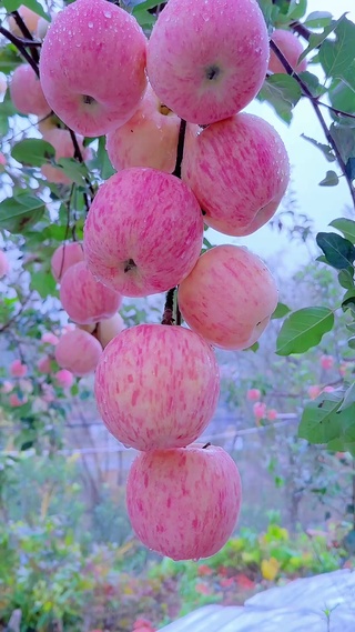 硕果累累的喜悦，萦绕鼻尖的清爽