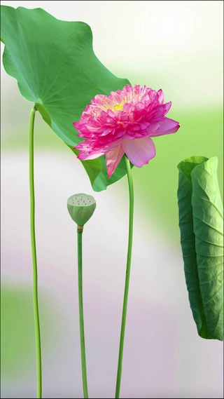 荷花动态壁纸