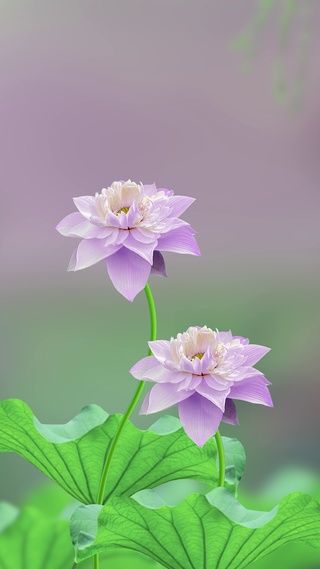 紫色荷花