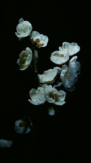 时光不语，静待花开！