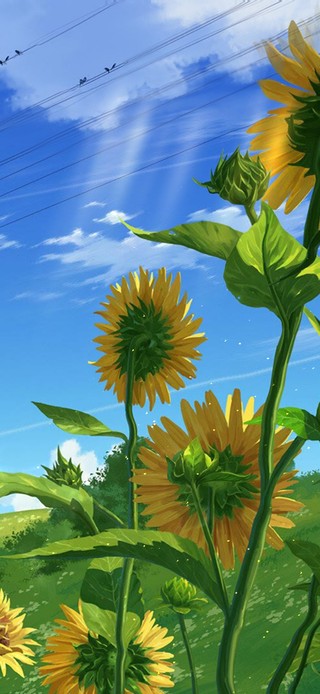 向日葵的夏天