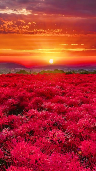 唯美彼岸花