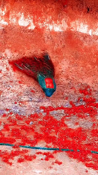 孔雀开屏 见者好运