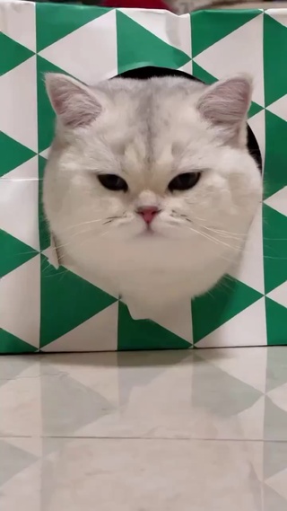 【玄卿】看着我会喜欢上我么