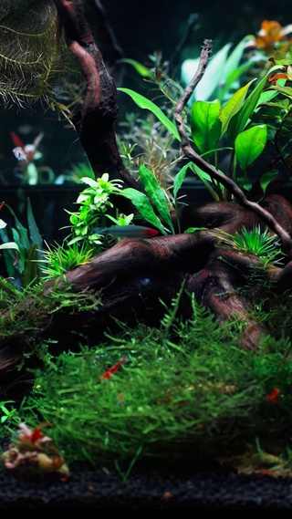4K养眼水族馆