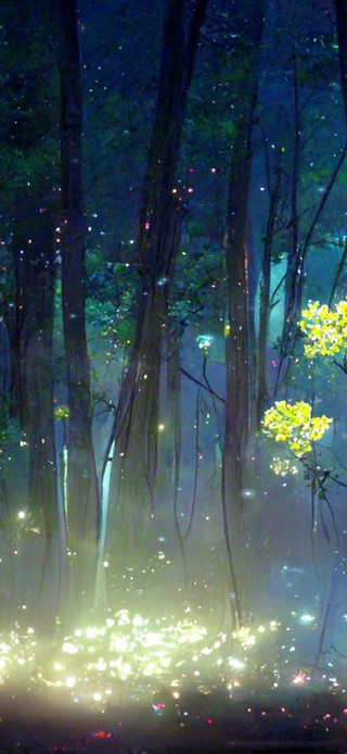 4k 唯美梦幻森林之夜