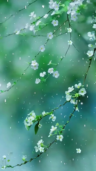 清明时节雨纷纷