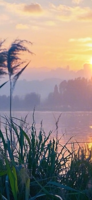 花漾壁纸|芦苇荡日落
