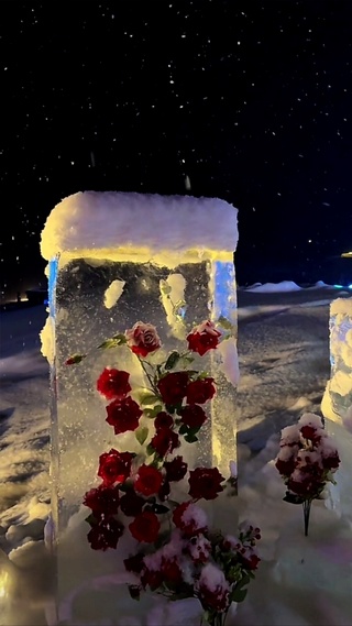 雪中冰玫瑰