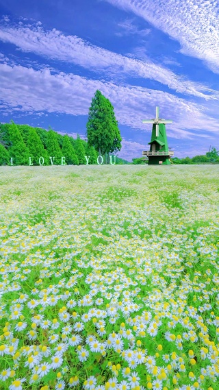 蓝天白云小雏菊