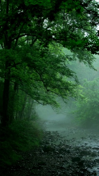 春雨