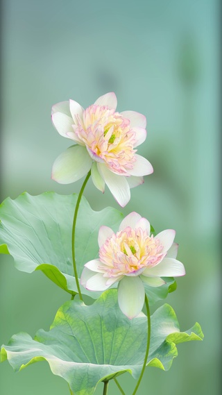 荷花之姐妹花菡萏
