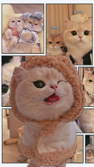 可爱猫咪壁纸