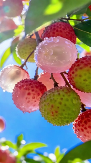 夏日清甜荔枝
