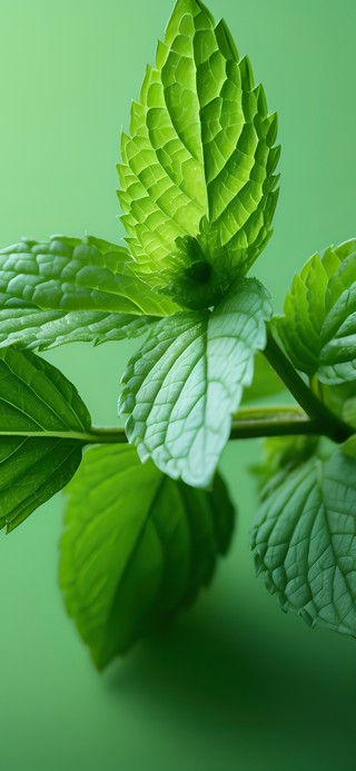 小清新绿叶薄荷